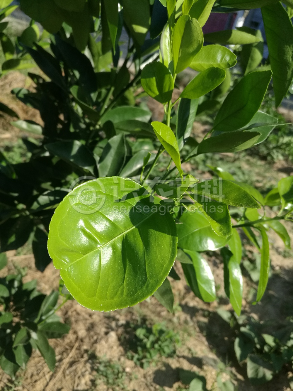 柑橘黄叶症状示例5