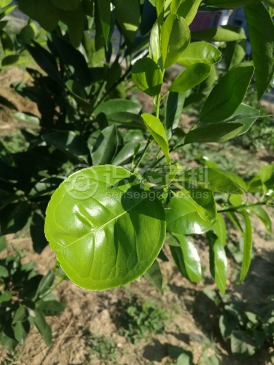 柑橘缺铜