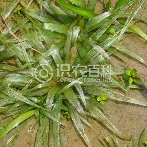 柑橘黄叶症状示例3