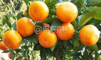 柑橘黄叶症状示例0