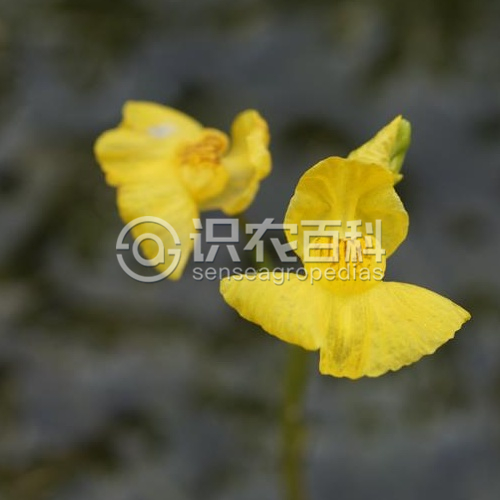 柑橘黄叶症状示例2