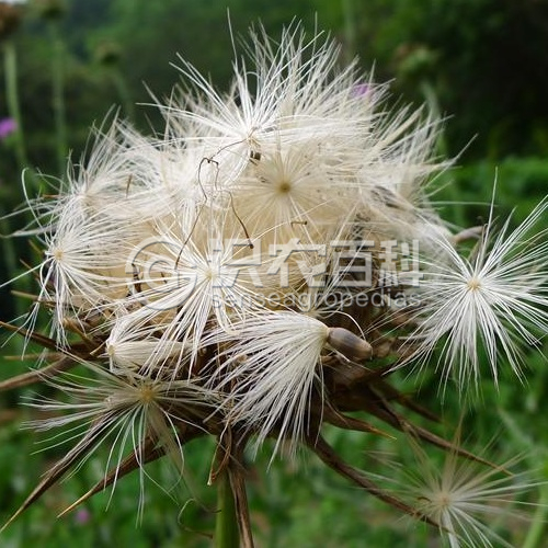 柑橘黄叶症状示例5