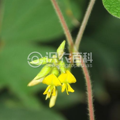 柑橘黄叶症状示例4
