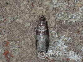 柑橘黄叶症状示例0