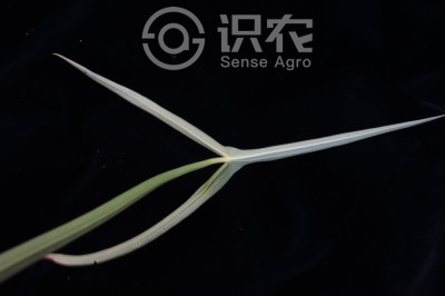 野慈姑