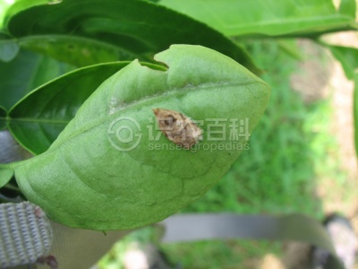 拟小黄卷叶蛾