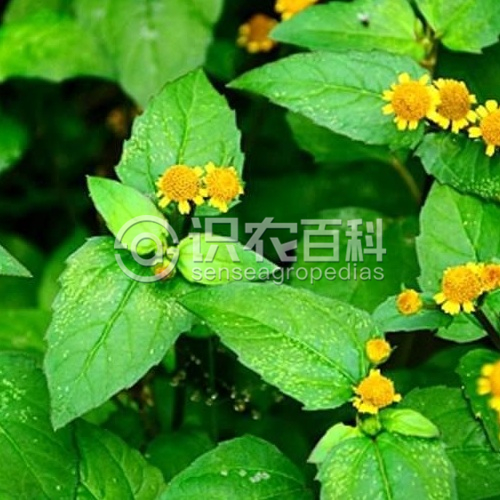 柑橘黄叶症状示例3