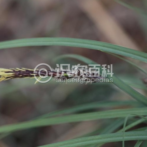 柑橘黄叶症状示例1