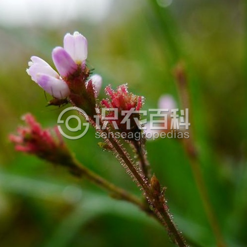 柑橘黄叶症状示例4