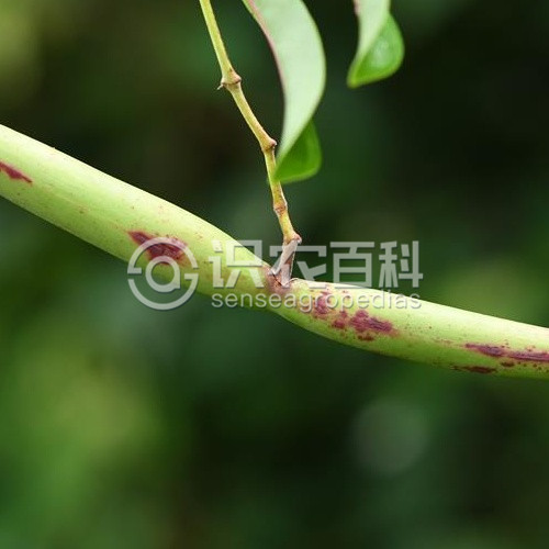 柑橘黄叶症状示例5