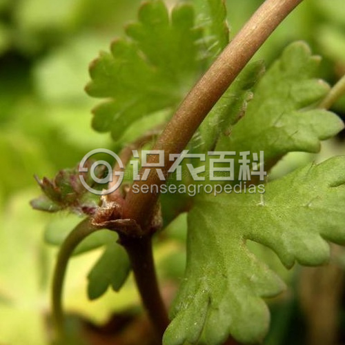 柑橘黄叶症状示例2