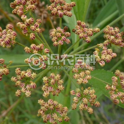 泽芹