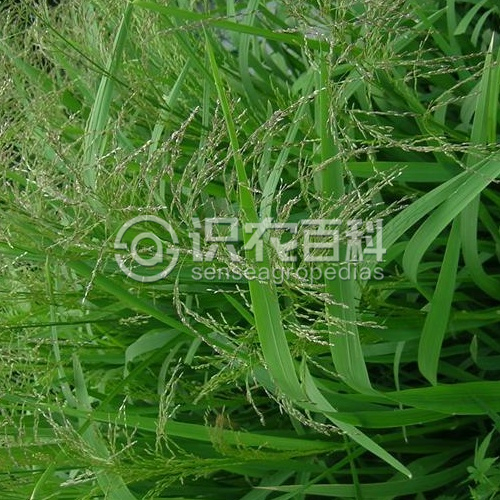 柑橘黄叶症状示例3