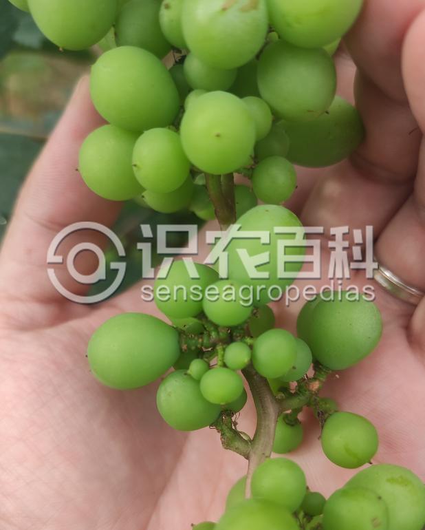 柑橘黄叶症状示例3