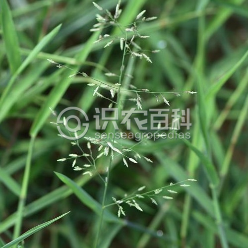 柑橘黄叶症状示例1
