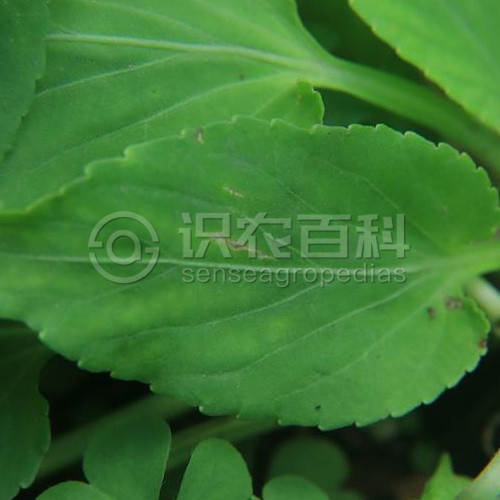 柑橘黄叶症状示例2