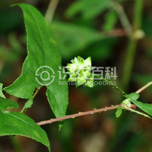 柑橘黄叶症状示例3