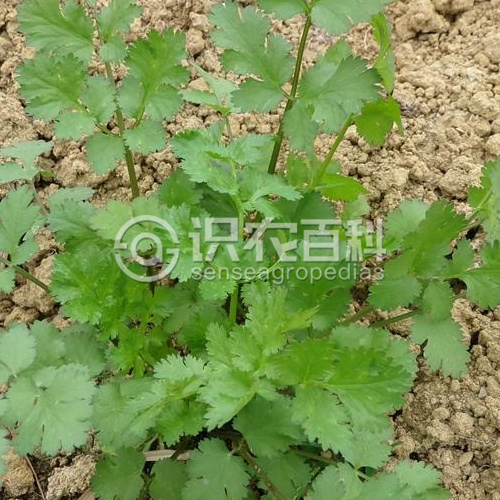 柑橘黄叶症状示例2