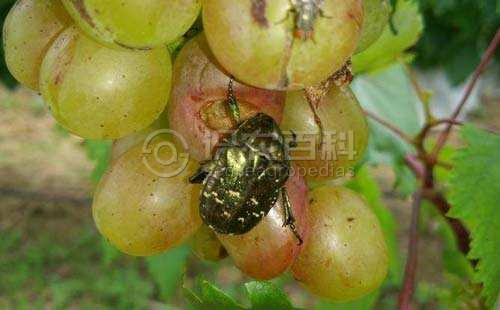 柑橘黄叶症状示例3