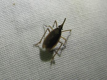 柑橘黄叶症状示例2