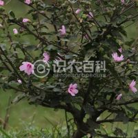 柑橘黄叶症状示例0