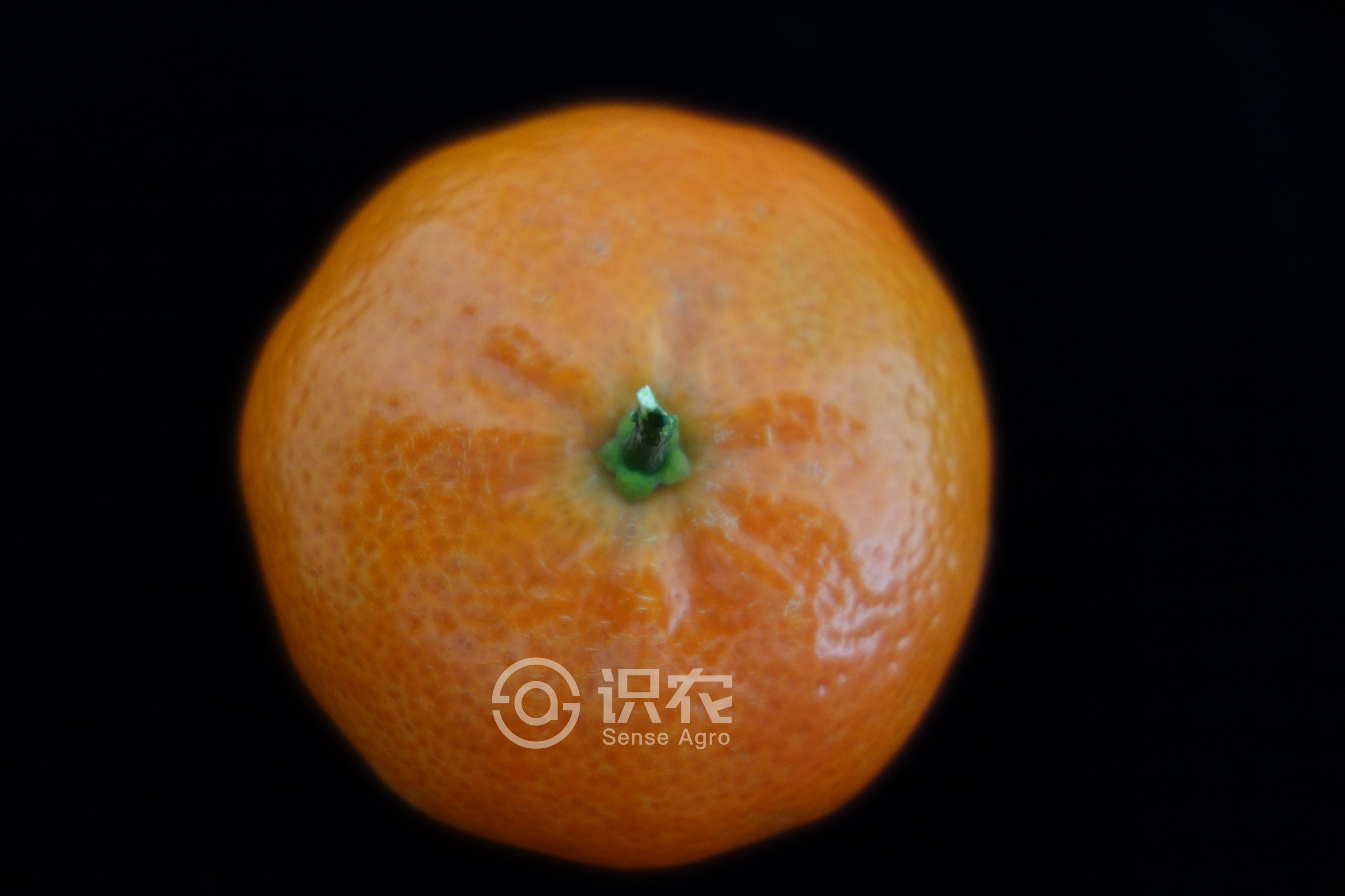 柑橘黄叶症状示例1