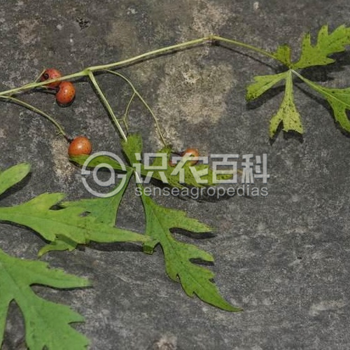 柑橘黄叶症状示例1