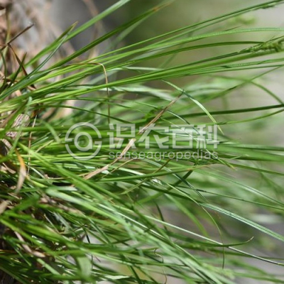 青绿薹草
