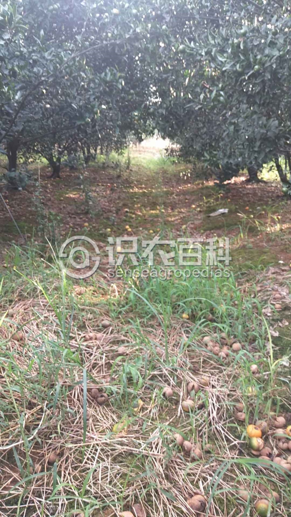 柑橘黄叶症状示例2