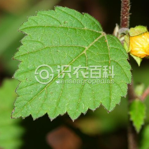 柑橘黄叶症状示例3