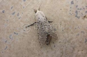 柑橘黄叶症状示例0