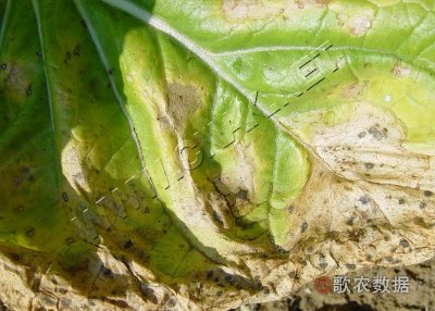 大白菜假黑斑病