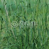 柑橘黄叶症状示例0