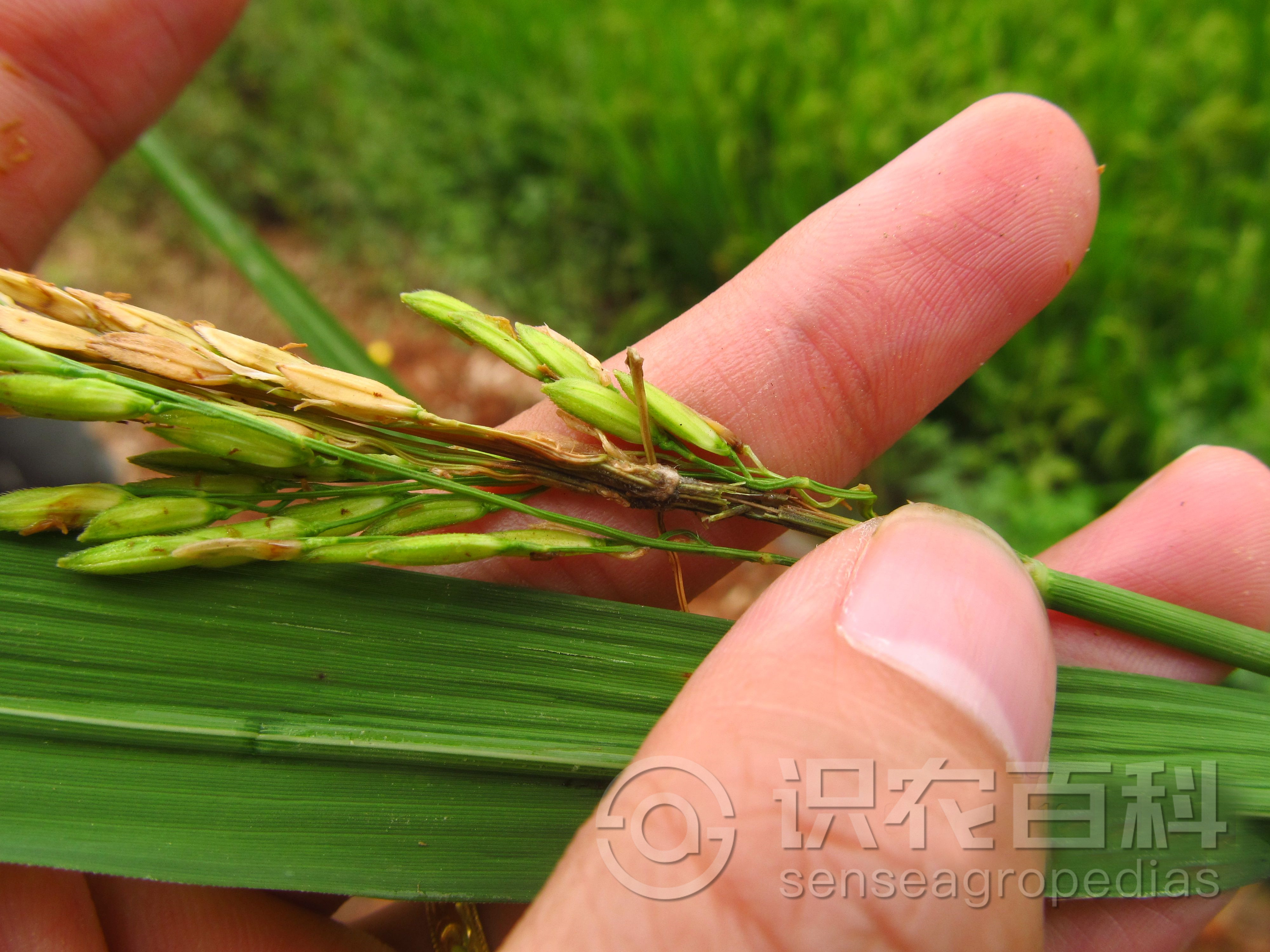 柑橘黄叶症状示例1