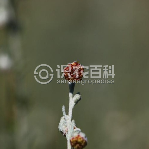 柑橘黄叶症状示例5