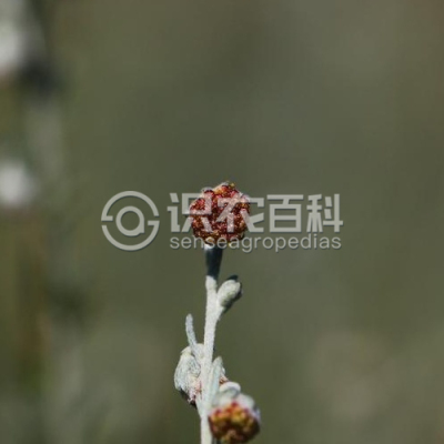 黑沙蒿