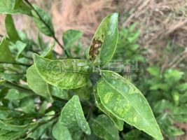 柑橘黄叶症状示例0