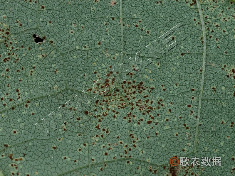 柑橘黄叶症状示例1
