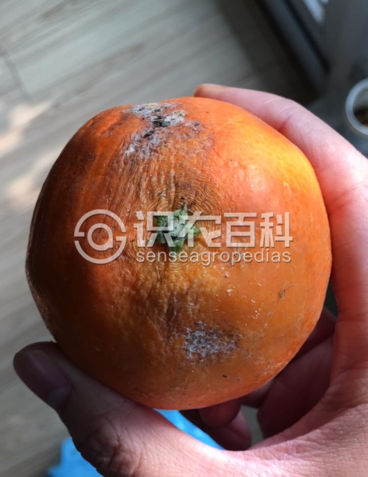 柑橘黄叶症状示例2