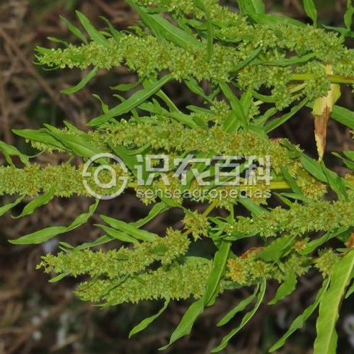 柑橘黄叶症状示例2