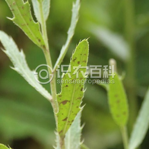 柑橘黄叶症状示例3