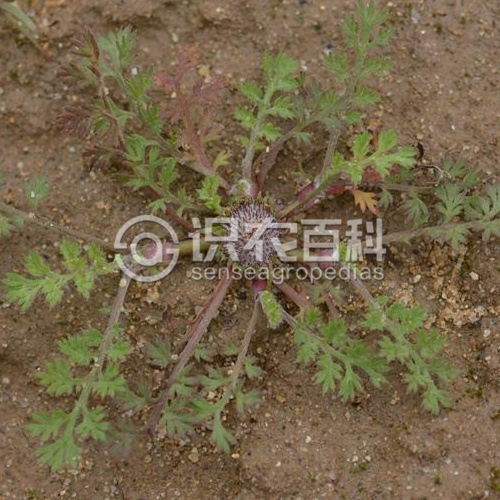 柑橘黄叶症状示例1