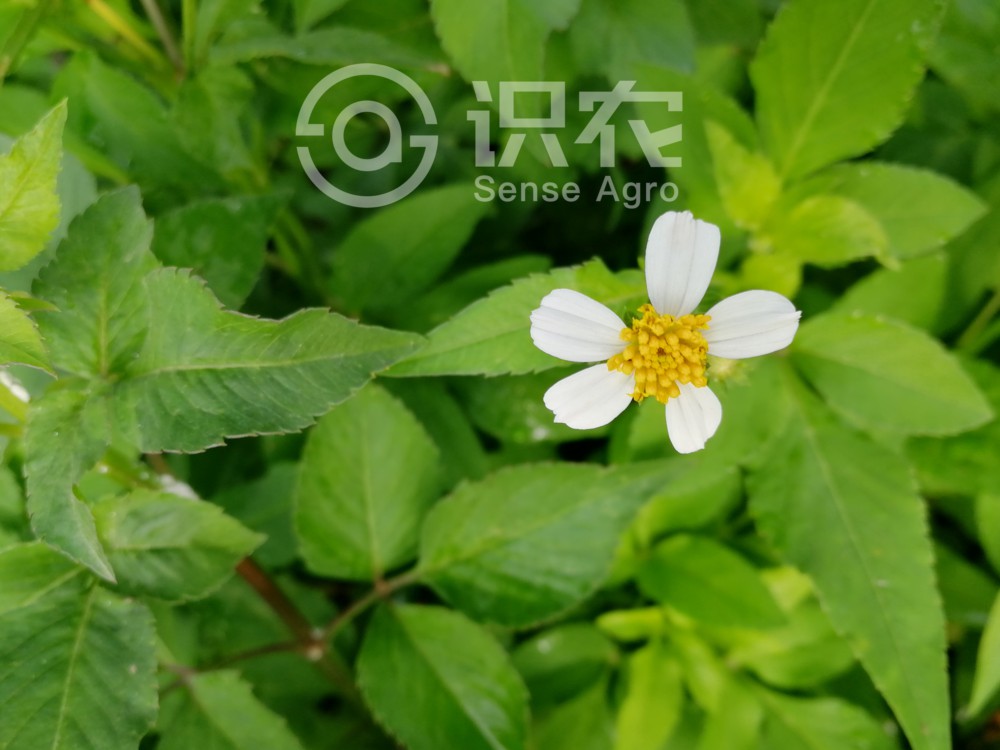柑橘黄叶症状示例3