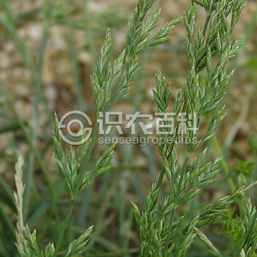 柑橘黄叶症状示例3