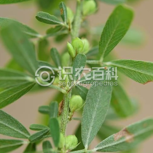 柑橘黄叶症状示例1
