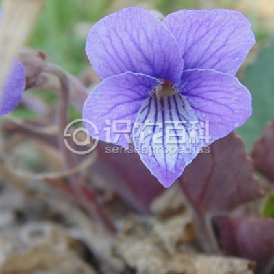 茜堇菜