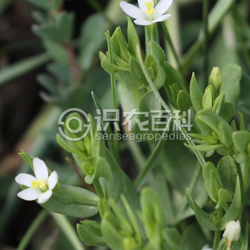 柑橘黄叶症状示例2