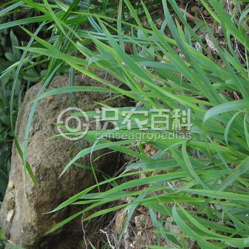 柑橘黄叶症状示例3