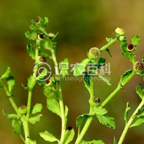 柑橘黄叶症状示例3