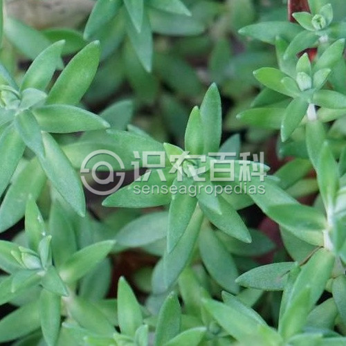 柑橘黄叶症状示例3